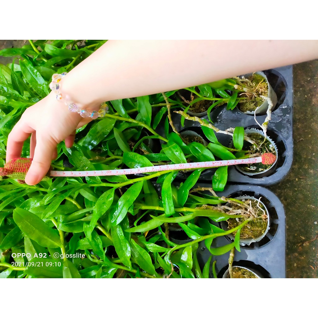 Phi Điệp 5 CÁNH Trắng Bạch Tuyết