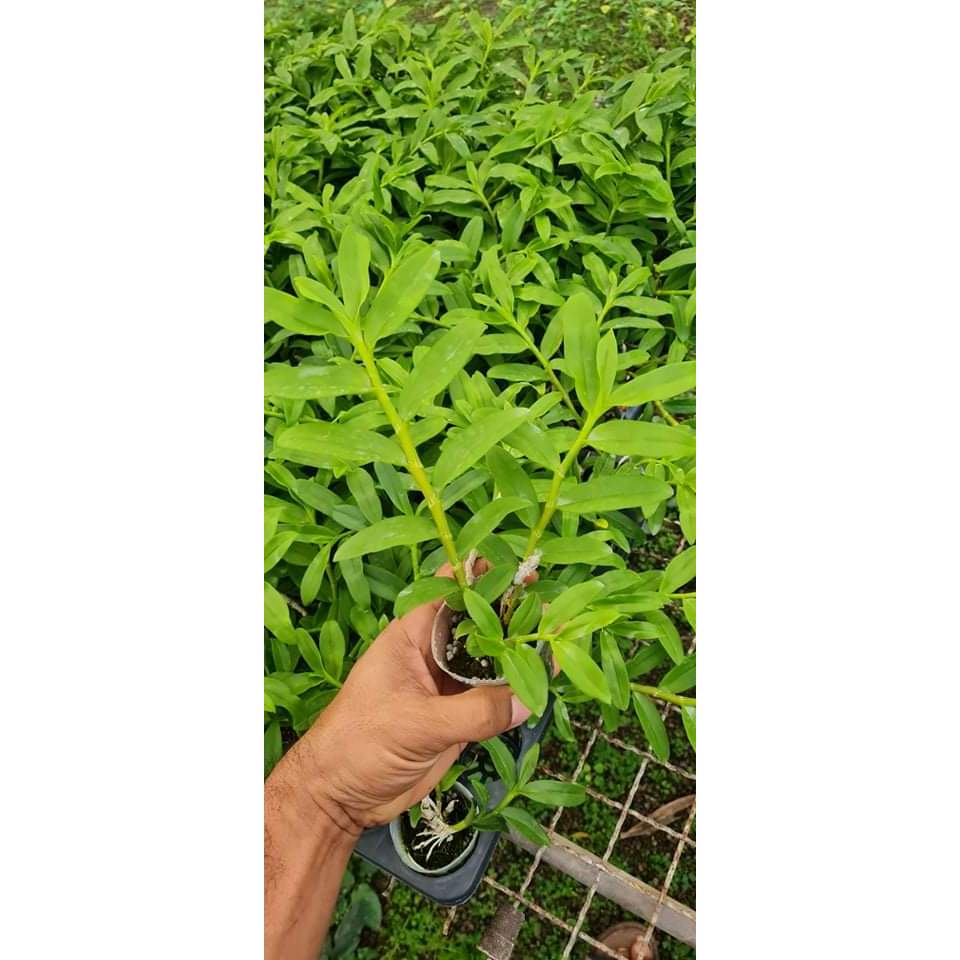 Phi Điệp 5 CÁNH Trắng Bạch Tuyết