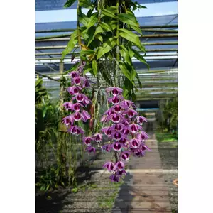Dã Hạc Vôi Mậm