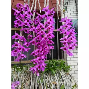 Dã Hạc Đỏ Haiwai Tím đậm