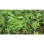 Dã Hạc Philippines cây chụp tại vườn,