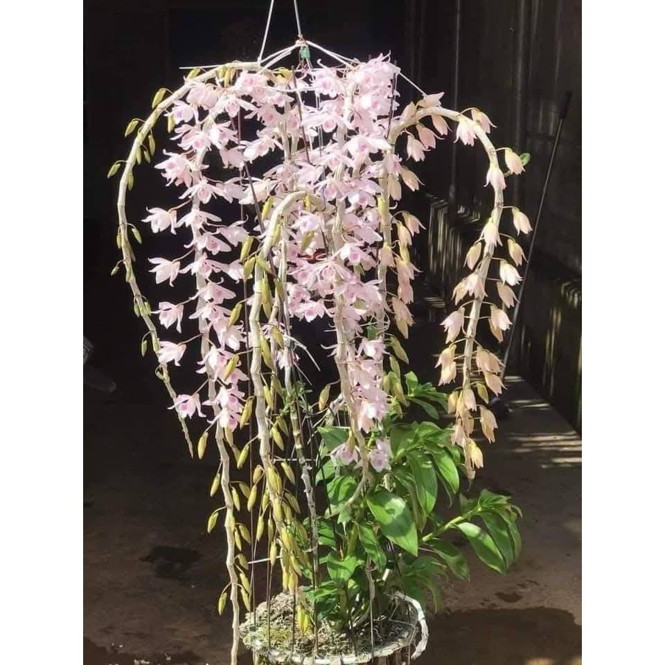 Phi Điệp Hồng  Á Hậu