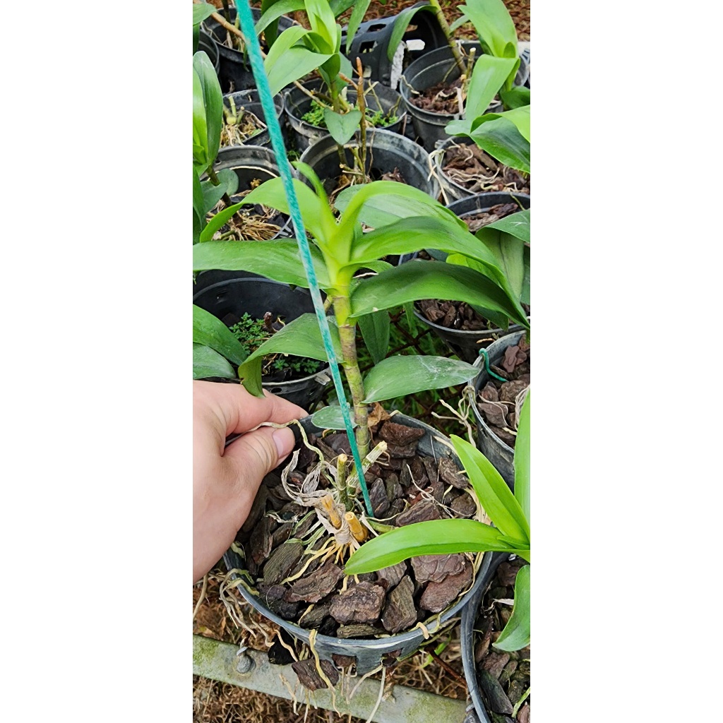 Phi Điệp Hồng  Á Hậu