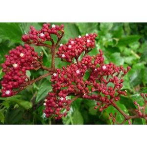 Cây gối hạc khô thượng hạng Jindo 1kg, hỗ trợ xương khớp
