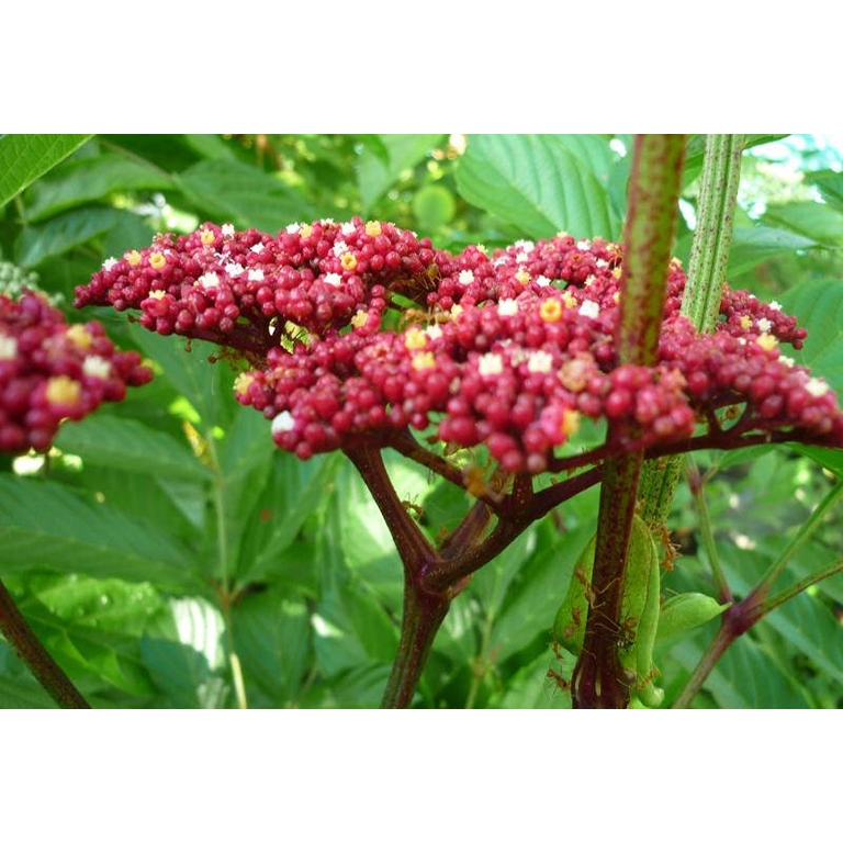 Cây gối hạc khô thượng hạng Jindo 1kg, hỗ trợ xương khớp