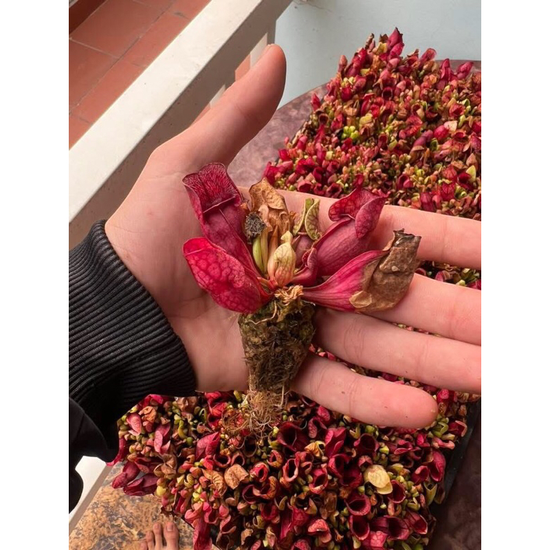 Cây bắt ruồi muỗi,cây ăn thịt cây bẫy kẹp flytrap,cây nắp ấm