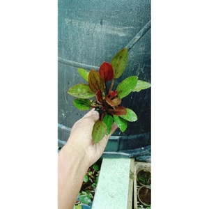 bách thủy tiên socola. (lan nước lá tím)