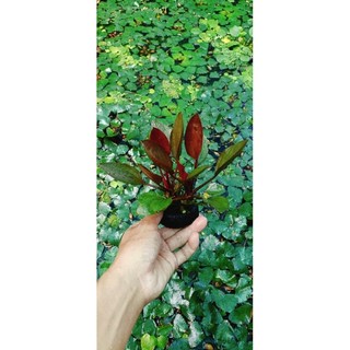 Bách thủy tiên tím (socola) gắn sẵn vào viên giá thể.