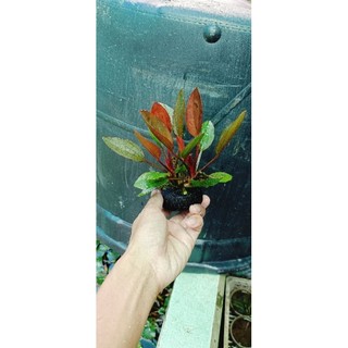 Bách thủy tiên tím (socola) gắn sẵn vào viên giá thể.