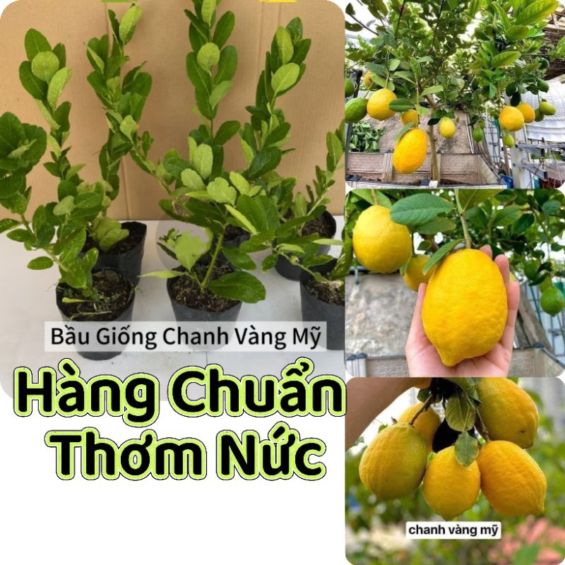 Cây Giống Chanh Vàng Mỹ ❤️ Hàng Quả To Đẹp, Chuẩn Thơm Vừa Ăn Lá Và Quả Chất Lượng