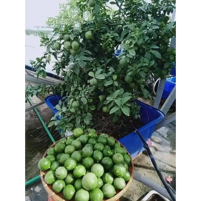 Bầu Cây Giống Chanh Chùm Tứ Quý❤️ Siêu Quả Quanh Năm Chất Lượng