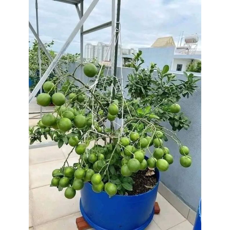 Bầu Cây Giống Chanh Chùm Tứ Quý❤️ Siêu Quả Quanh Năm Chất Lượng