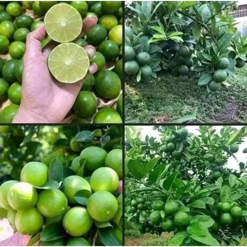 Bầu Cây Giống Chanh Chùm Tứ Quý❤️ Siêu Quả Quanh Năm Chất Lượng
