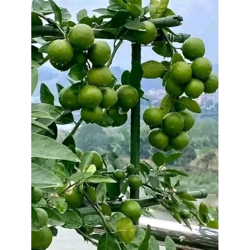 Bầu Cây Giống Chanh Chùm Tứ Quý❤️ Siêu Quả Quanh Năm Chất Lượng