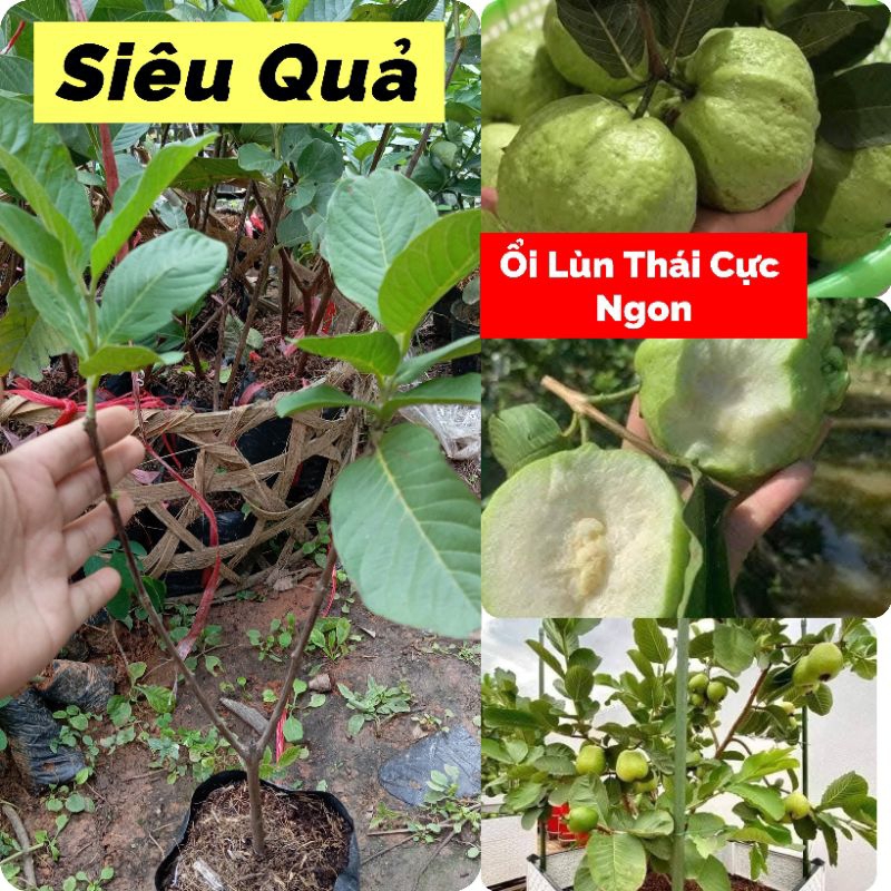 Cây Ổi Lùn Thái 💕 Siêu Quả, Ăn Dòn Ngọt 🍀 Cây Chuẩn Giống Ăn Cực ngọt