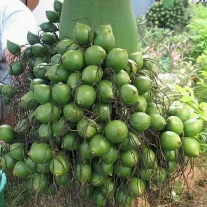 Cây Giống Cau Lùn Tứ Quý Siêu Quả Chất Lượng Cao