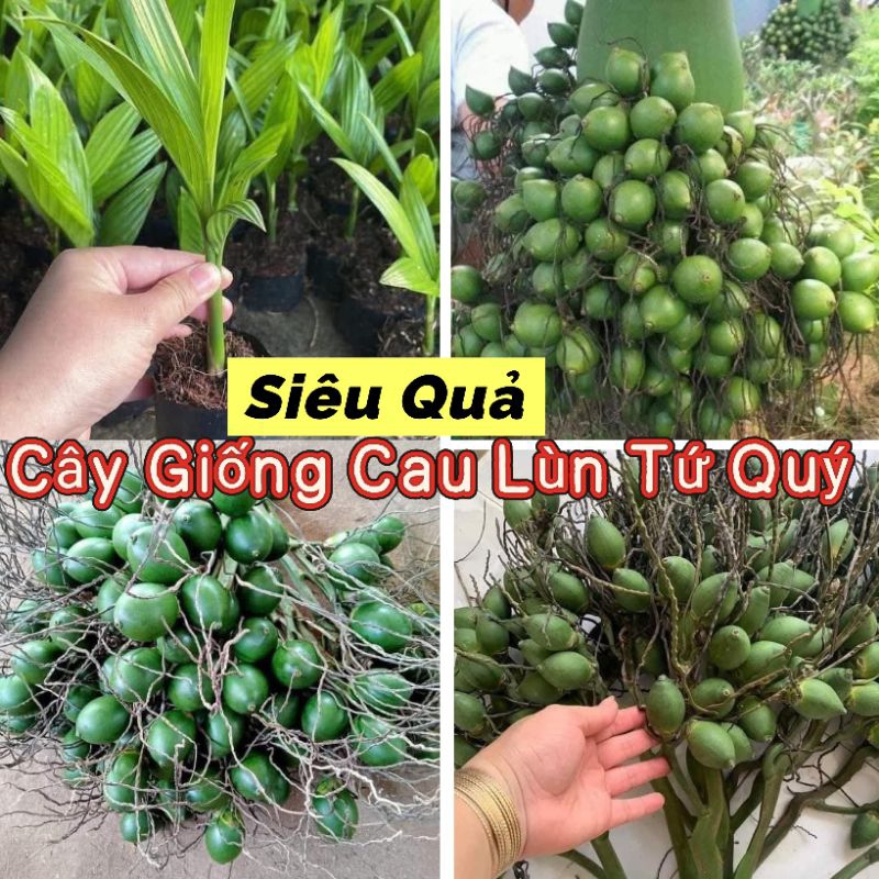 Cây Giống Cau Lùn Tứ Quý Siêu Quả Chất Lượng Cao