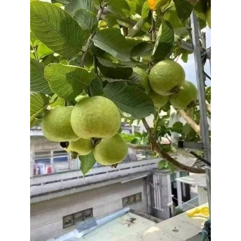 Cây Ổi Lùn Thái 💕 Siêu Quả, Ăn Dòn Ngọt 🍀 Cây Chuẩn Giống Ăn Cực ngọt