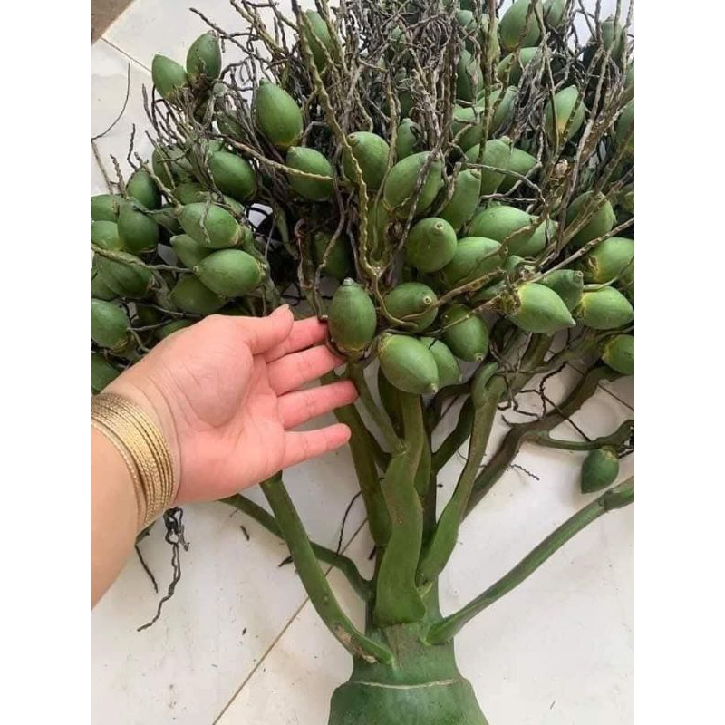 Cây Giống Cau Lùn Tứ Quý Siêu Quả Chất Lượng Cao