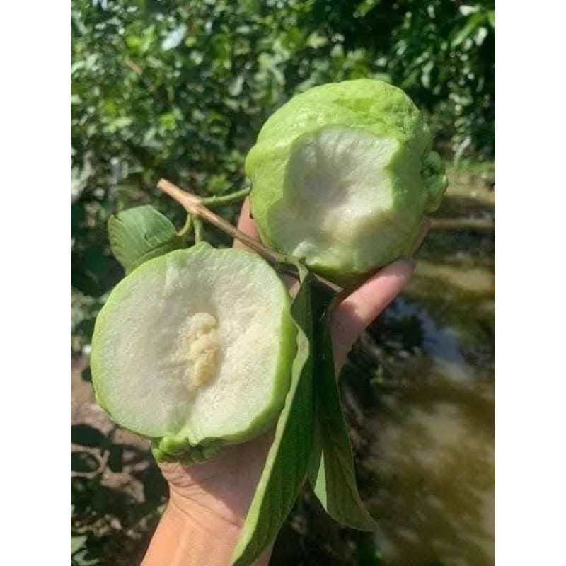 Cây Ổi Lùn Thái 💕 Siêu Quả, Ăn Dòn Ngọt 🍀 Cây Chuẩn Giống Ăn Cực ngọt