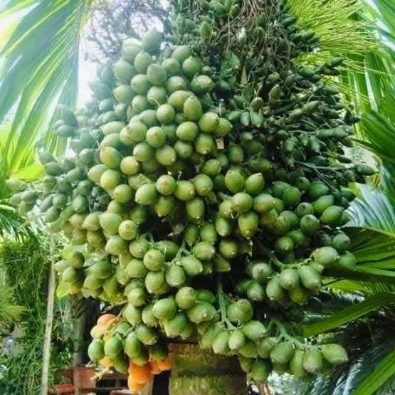 Cây Giống Cau Lùn Tứ Quý Siêu Quả Chất Lượng Cao