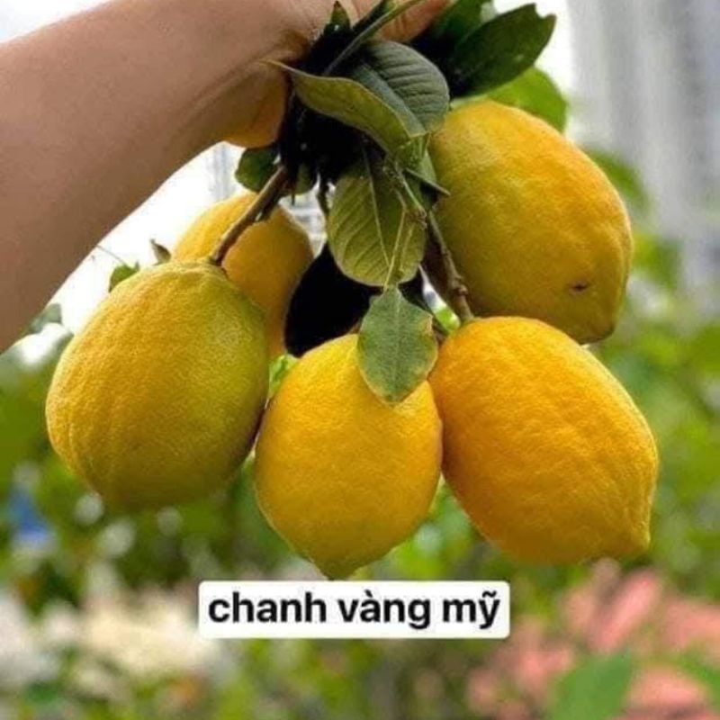 Cây Giống Chanh Vàng Mỹ ❤️ Hàng Quả To Đẹp, Chuẩn Thơm Vừa Ăn Lá Và Quả Chất Lượng