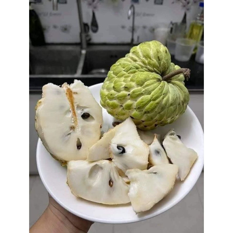 Bầu Cây Giống Na Thái Khổng Lồ❤️ Hàng Xịn, Ngọt Lịm Nhanh Ra Quả