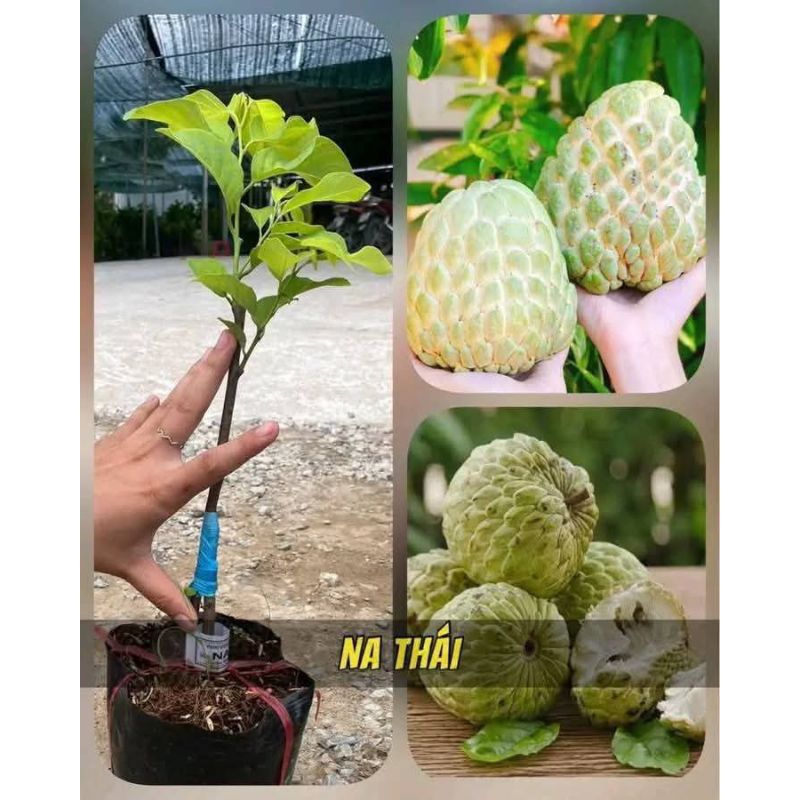 Bầu Cây Giống Na Thái Khổng Lồ❤️ Hàng Xịn, Ngọt Lịm Nhanh Ra Quả