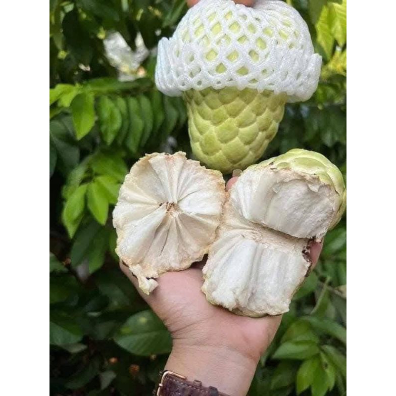 Bầu Cây Giống Na Thái Khổng Lồ❤️ Hàng Xịn, Ngọt Lịm Nhanh Ra Quả