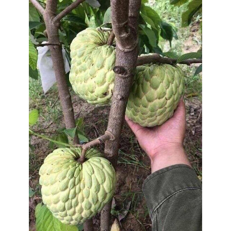Bầu Cây Giống Na Thái Khổng Lồ❤️ Hàng Xịn, Ngọt Lịm Nhanh Ra Quả