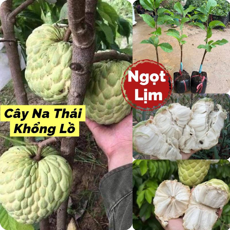 Bầu Cây Giống Na Thái Khổng Lồ❤️ Hàng Xịn, Ngọt Lịm Nhanh Ra Quả