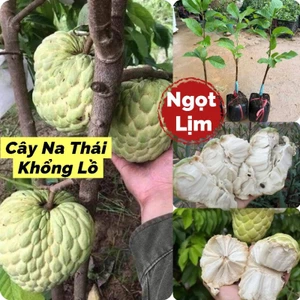 Bầu Cây Giống Na Thái Khổng Lồ❤️ Hàng Xịn, Ngọt Lịm Nhanh Ra Quả
