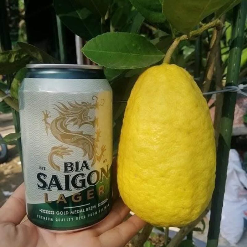 Cây Giống Chanh Vàng Mỹ ❤️ Hàng Quả To Đẹp, Chuẩn Thơm Vừa Ăn Lá Và Quả Chất Lượng