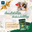 Dầu Cù Là Lá Bồ Đề Thái Lan 8gr/15gr/50gr - SHOP DẦU DOKRAK