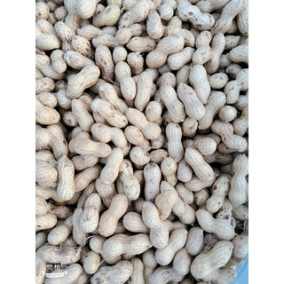 Lạc  Sen vỏ mỏng nguyên củ phơi nắng khô xuất xứ Tân Kỳ Nghệ An 1kg