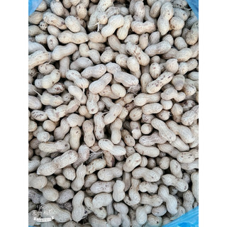 Lạc  Sen vỏ mỏng nguyên củ phơi nắng khô xuất xứ Tân Kỳ Nghệ An 1kg