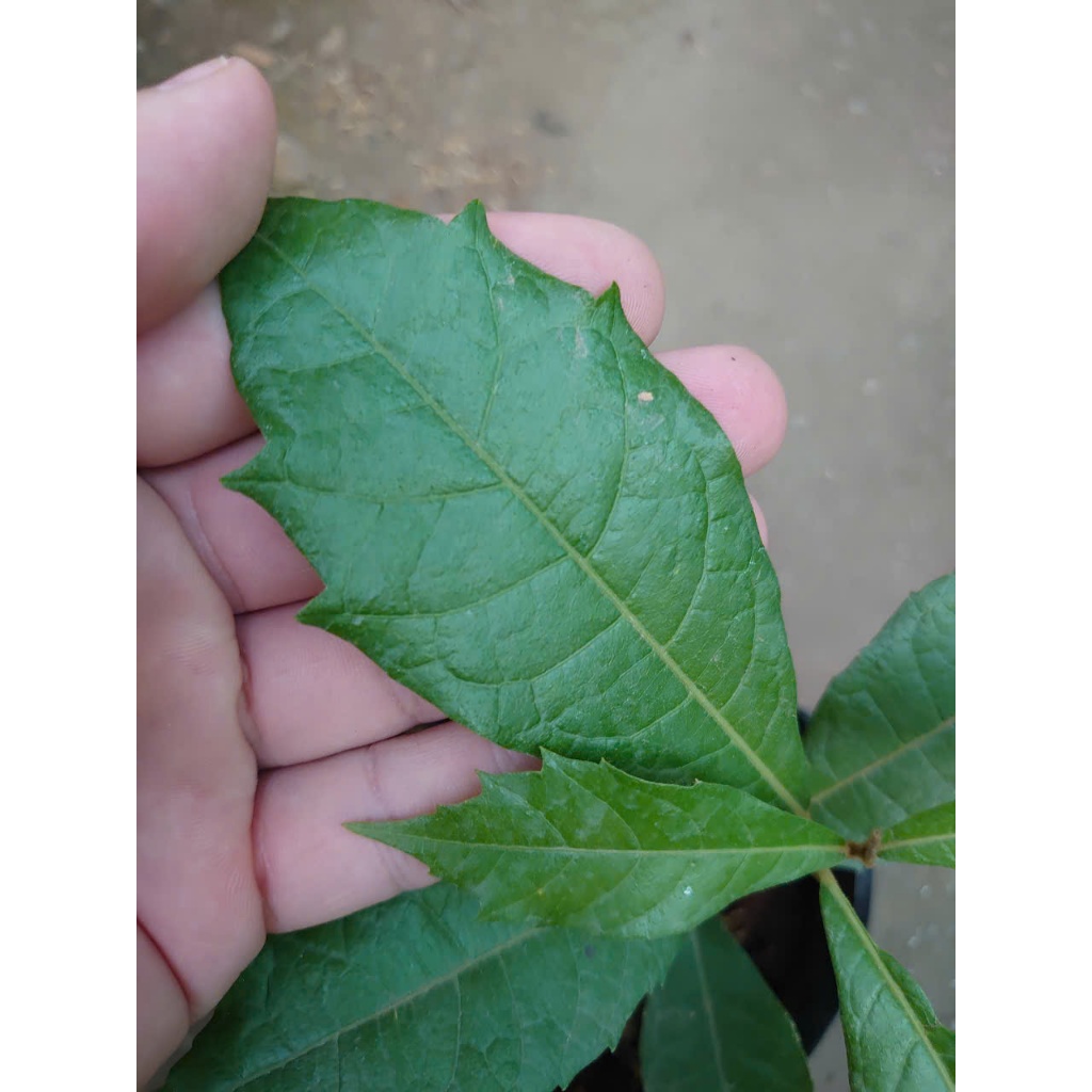 Cây mai xanh thái - cây cảnh sân vườn trồng cổng rào ban công