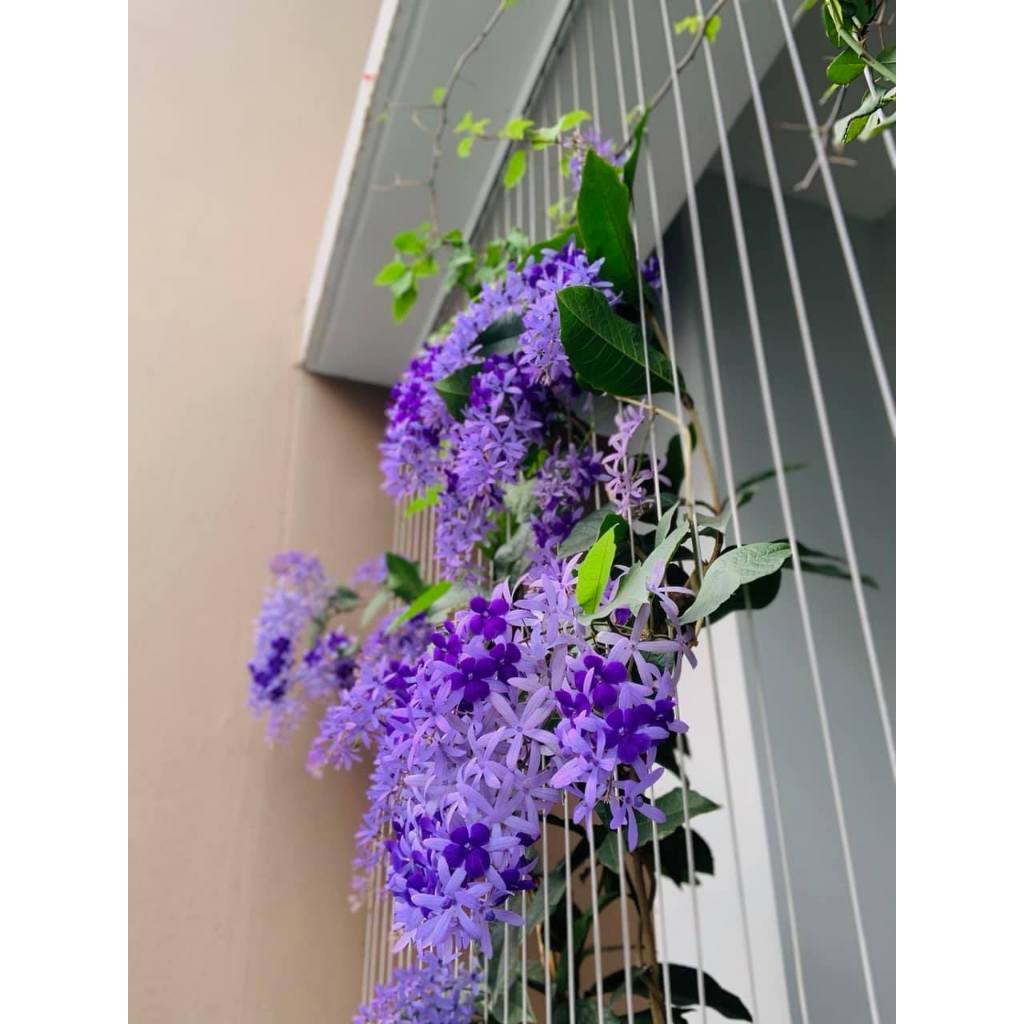 Cây mai xanh thái - cây cảnh sân vườn trồng cổng rào ban công
