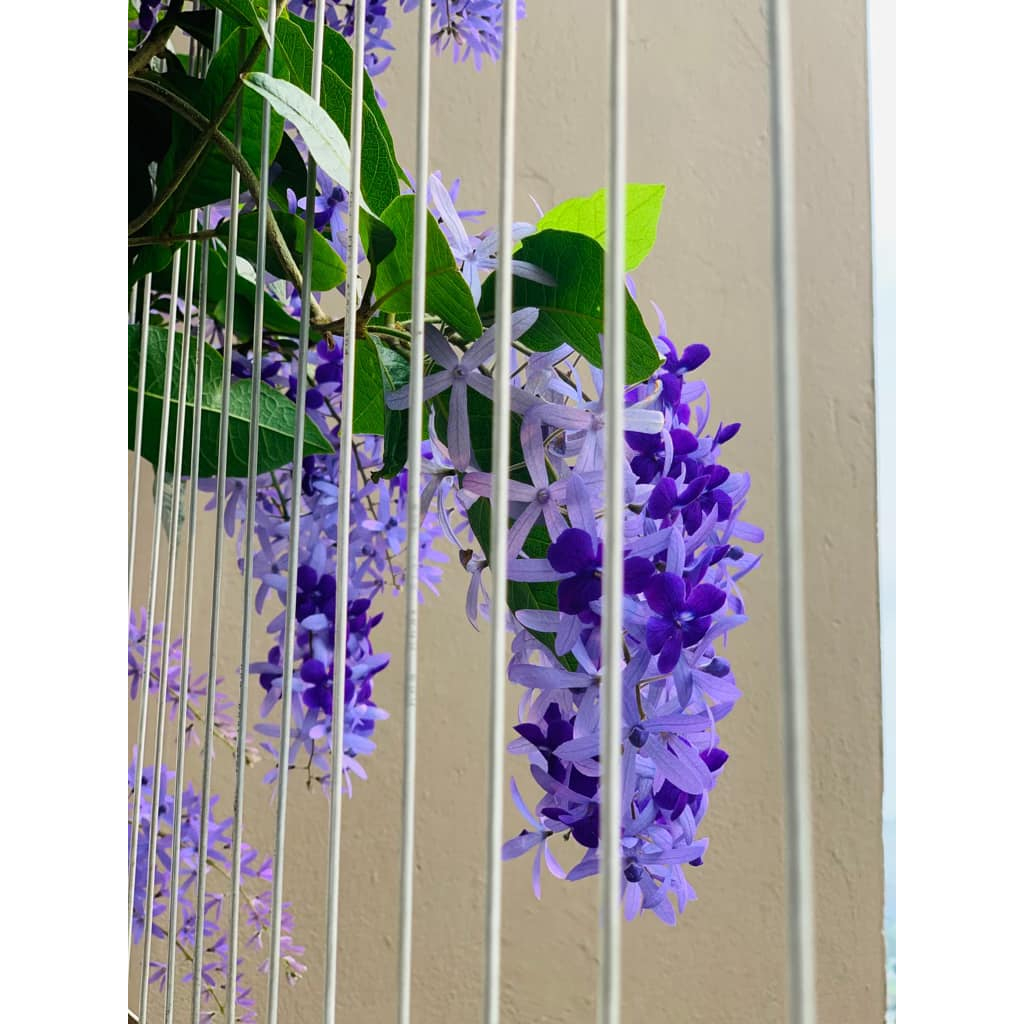 Cây mai xanh thái - cây cảnh sân vườn trồng cổng rào ban công