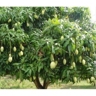 Cây Giống Xoài Tứ Quý - Ra quả ngọt quanh năm