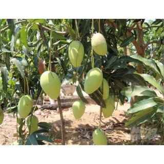 Cây Giống Xoài Tứ Quý - Ra quả ngọt quanh năm