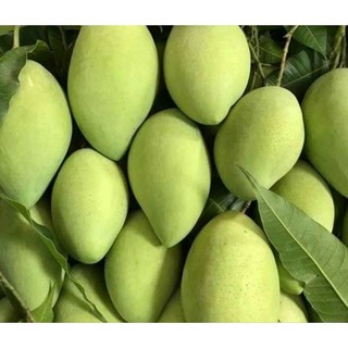 Cây Giống Xoài Cát Hòa Lộc - Giống Xoài Ngon Nhất