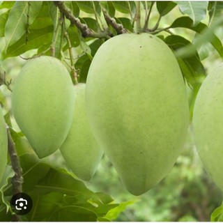 Cây Giống Xoài Cát Hòa Lộc - Giống Xoài Ngon Nhất