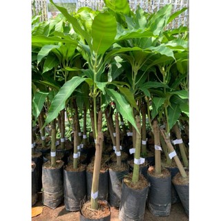 Cây Giống Xoài Cát Hòa Lộc - Giống Xoài Ngon Nhất