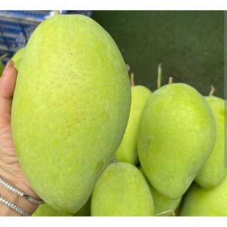 Cây Giống Xoài Cát Hòa Lộc - Giống Xoài Ngon Nhất