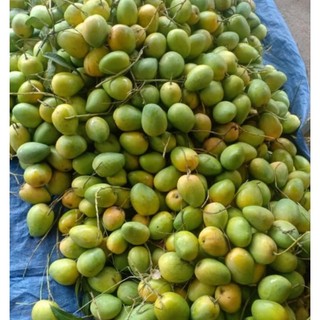 Cây Giống Xoài Cóc ( Xoài Mũ)