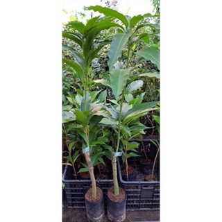 Cây Giống Xoài Cóc ( Xoài Mũ)