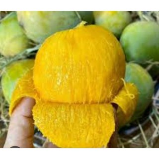 Cây Giống Xoài Cóc ( Xoài Mũ)