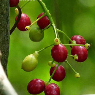Dây  Đau Xương Khô Hỗ Trợ Xương Khớp Lá Ngọc