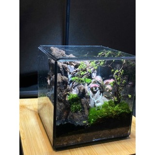 Combo Terrarium tự set up có hướng dẫn từ shop món quà ý nghĩa dành cho dịp quan trọng